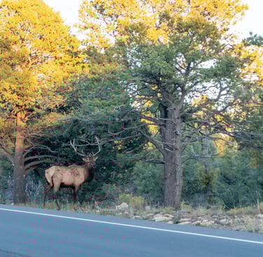 Elk about to make their way back into the forest