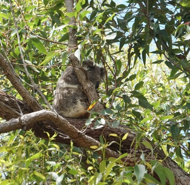 Koala in a tree at the Tilligerry habitat