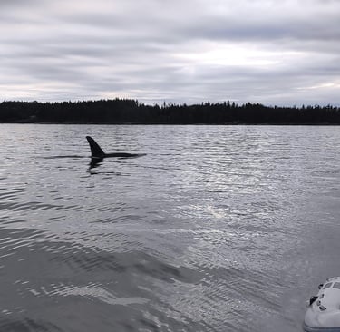 A Killer whale gliding past our boat