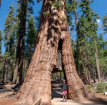 California Tunnel Tree