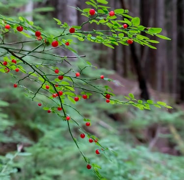 Some Huckleberries on the trail