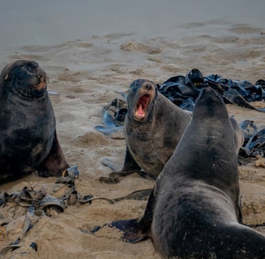 Sea lions on the beach
