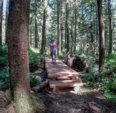 Wood platforms on the trail