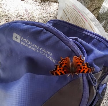 Butterfly on my backpack