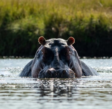 Kenya wildlife, photo by Heather M. Edwards