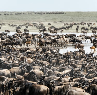 The "Great Migration", Masai Mara & Serengeti (photo courtesy of pexels)