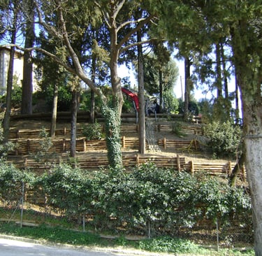 Vista generale del versante consolidato: intervento di ingegneria naturalistica con palificate e con