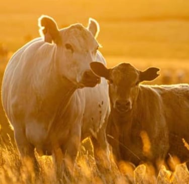 Koeien in een zonovergoten weiland tijdens zonsondergang, symbool voor natuurlijke veeteelt