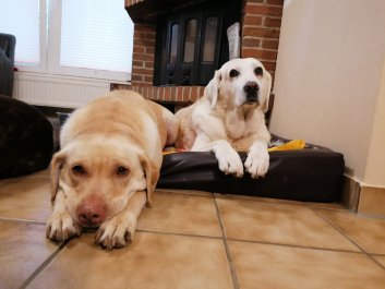 zwei Pensionshündinnen relaxen im Hundehotel Hunde Freude vor dem Kamin.