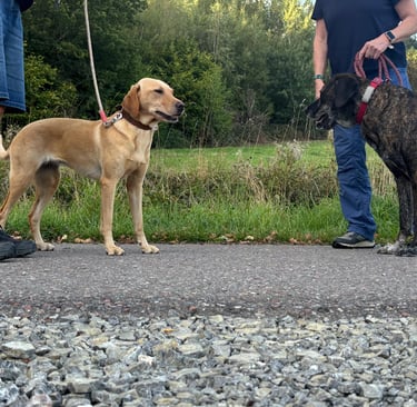 Begegnungstraining in Einbeck für Leinenpöbler