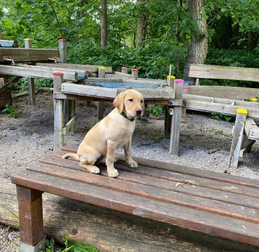 Hund zeigt Aufmerksamkeit beim Tricktraining im Outdoor-Hundekurs