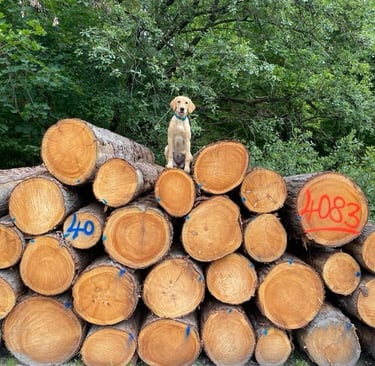 Labradorhündin beim Einzeltraining.