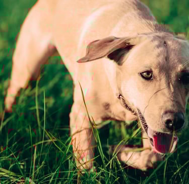 Labrador Hündin Nele ist sehr verfressen und sucht auf diesem Bild etwas Fressbares.