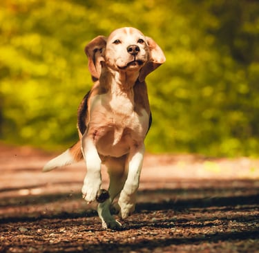 Beagle Monti der erste Hund von Marion läuft auf diesem Bild frei durch den Wald.