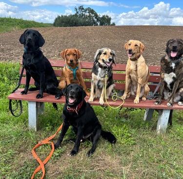 5 Hunde auf einer Bank in der Feldmark und ein Labrador sitzt davor. Welpe Gini lernt zu warten.
