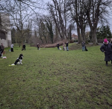 Hundetraining in Einbeck im Park.