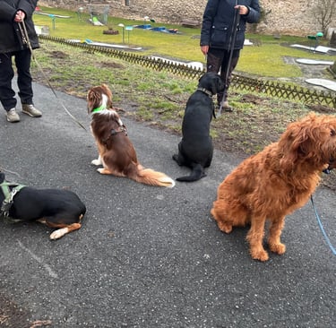 4 Hunde sitzen brav auf dem Bäckerwall.