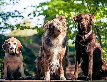 3 Hunde sitzen auf einem Baumstamm.