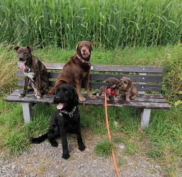 Milo, Amy und 2 Rauhaardackel auf einer Bank in der Feldmark. Gustav, ein Labradoodle sitzt davor.