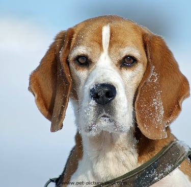 Beagle Monti, der erste Hund von Marion Lindhof von der Mobilen Hundeschule Hunde Freude