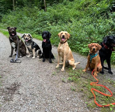 Sechs Hunde sitzen im Wald. Sie sind nicht angeleint.