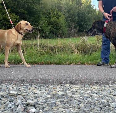 2 Hunde begegnen sich 