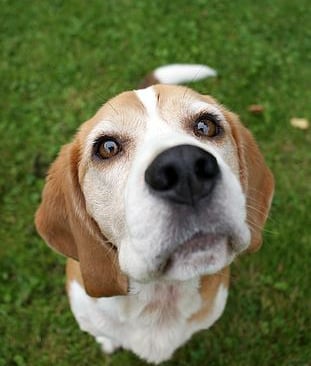 Beagle Monti war sehr gut im Auffinden von Gegenständen. Seine Nase war ausgezeichnet.