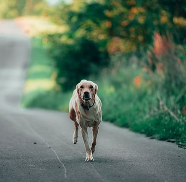 Labradorhündin Nele im gestreckten Galopp kommt auf Rückruf zurück.