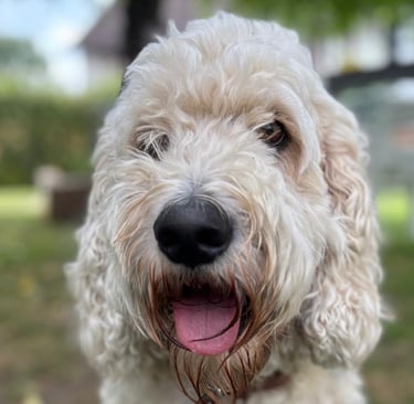 Labradoodle Jonte ist oft sehr gestresst und hechelt nervös.