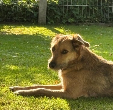 ein Tierschutzhund im Garten von Hundehotel Hunde Freude, noch ein wenig skeptisch.