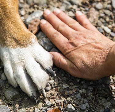 Hand und Pfote eng beieinander zeigen Vertrauen.