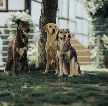 Milo, Nele und Winni mit einem Pensionshund im Garten von Hundehotel Hunde Freude.