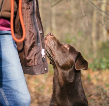 Eine braune Labrador Hündin schaut der Hundefüherin in die Augen.