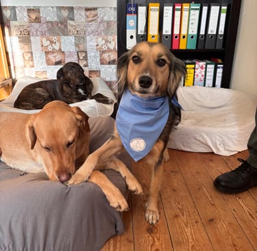 Therapiebegleithund Winni wartet auf ihren Einsatz.