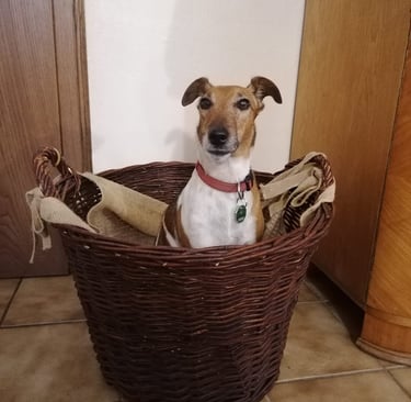 Ein Terrier zu Gast im Hundehotel. Er hat sich den Holzkorb als Ruhebett ausgesucht.