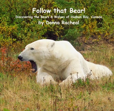 A polar bear yawning in the wild of Hudson Bay, Canada, featured on the book cover of Follow that Bear.