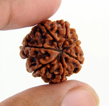 Rudraksha