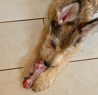 chien qui mange un os avec de la viande