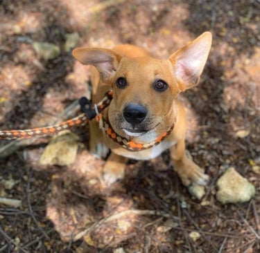 chiot mignon qui regarde son maitre