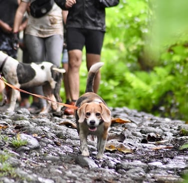 Chien Beagle à Tahiti