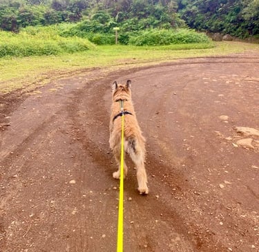 chien avec harnais de traction mantrailing