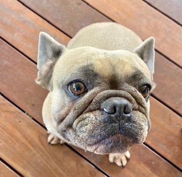 Chiot bouledogue français