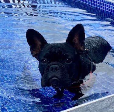 chiot bouledogue français noir