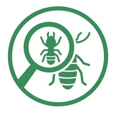 inspecting termite with magnifying glass