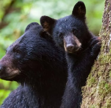 A mother black bear and her cub resting against a mossy tree in a lush green forest.