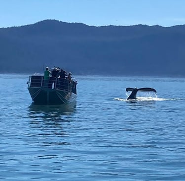 Tourists on a whale watching boat watching a humpback whale tail dive in the ocean.
