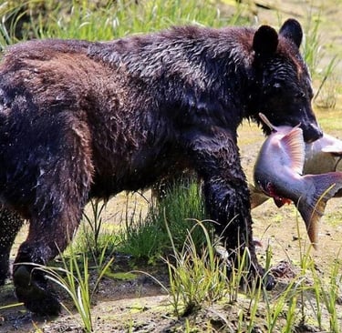 A large grizzly bear standing in a grassy field with a freshly caught salmon in its mouth.