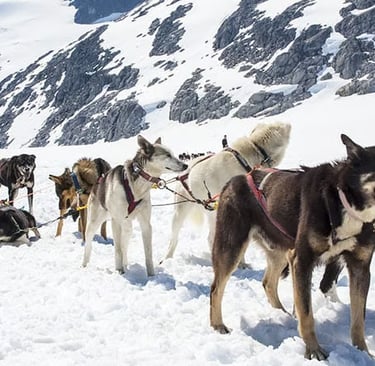 Sled dogs harnessed together for a dog sledding tour across a snowy Alaskan glacier.