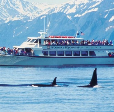 A Kenai Fjords whale watching tour boat observes orcas swimming in front of snow-capped Alaska mountains.