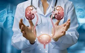 urology diagram